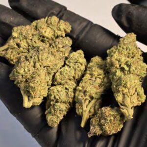 GELATO 33