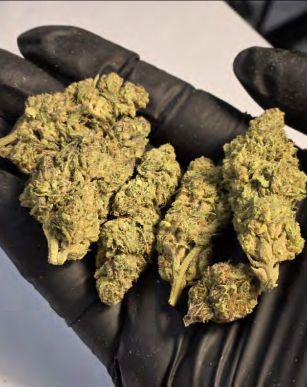GELATO 33